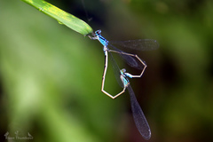 Archibasis oscillans