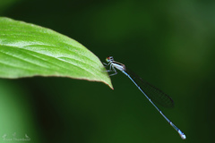 Aciagrion occidentale