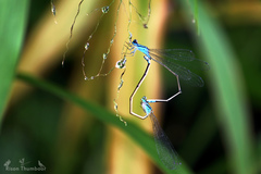 Archibasis oscillans