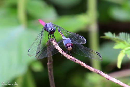 Swampwatcher photo 3