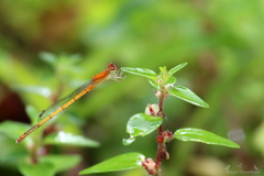 Agriocnemis pieris