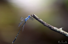 Lestes dorothea