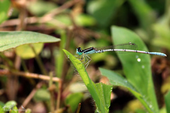 Agriocnemis pieris