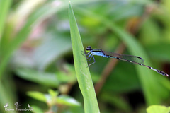 Agriocnemis splendidissima