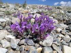 Scutellaria grandiflora