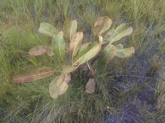 Byrsonima verbascifolia