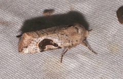 Hypotrix lunata