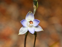 Thelymitra brevifolia