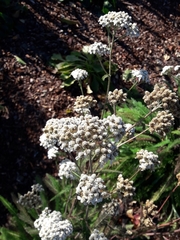 Achillea millefolium