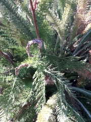 Achillea millefolium