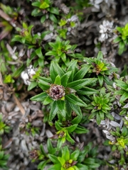 Dubautia scabra