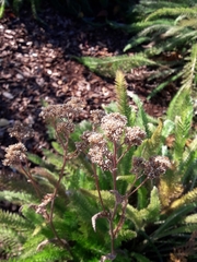 Achillea millefolium
