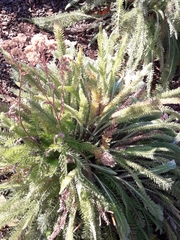 Achillea millefolium