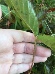 Rubus setosus