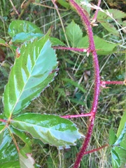 Rubus setosus