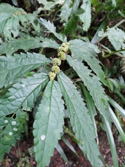 Elatostema