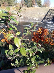 Pyracantha