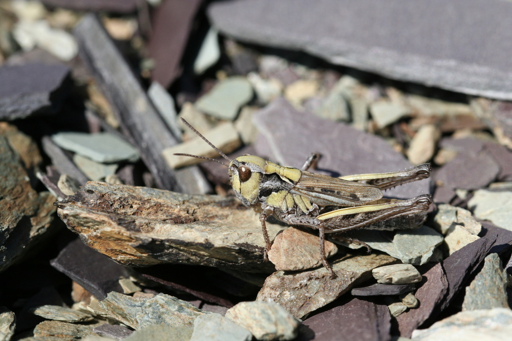 Arctic Grasshopper