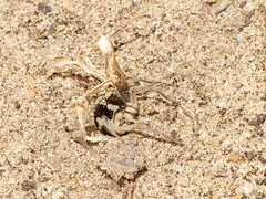 Portacosa cinerea