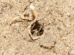 Portacosa cinerea