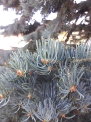 Abies concolor