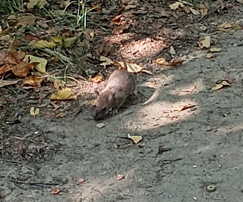 Rat photographed near here on 2025-08-15