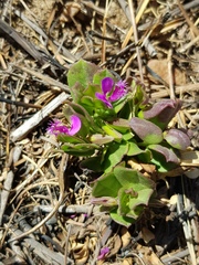 Polygala transvaalensis