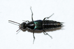 Philonthus caeruleipennis