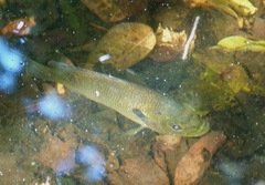 Lepomis punctatus