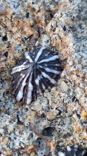 Siphonaria sipho observed 2025-08-16