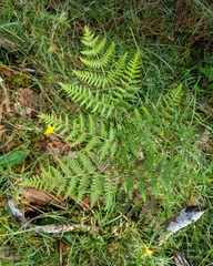 Pteridium aquilinum decompositum