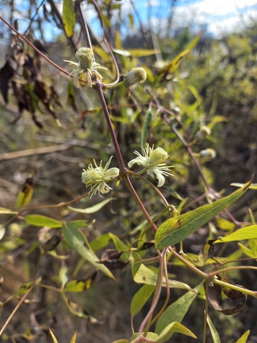 Clematis campestris, photograph 6