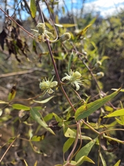 Clematis campestris, photograph Florencia Luna, CC BY, iNaturalist via GBIF