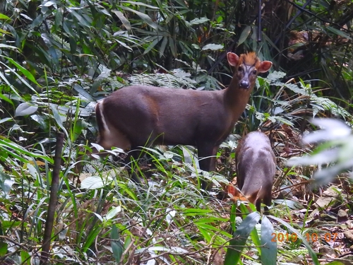 Muntiacus truongsonensis