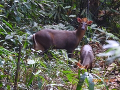 Annamite Muntjac photo 1