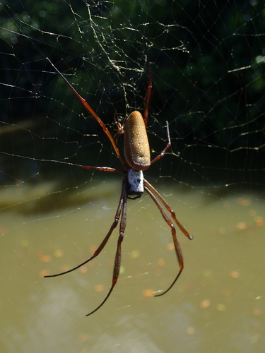 Nephila cornuta