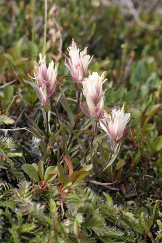 Elegant Indian paintbrush (Castilleja elegans)