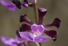 Encyclia