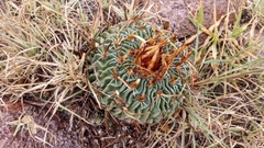 Echinofossulocactus phyllacanthus