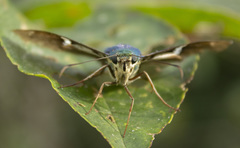 Astraptes