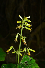 Parasenecio sylviaensis