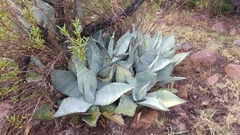 Agave flexispina