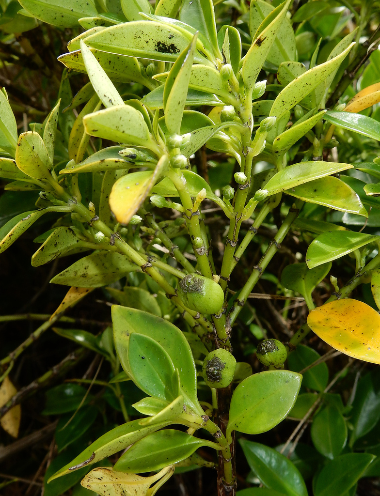 Hutton's Geniostoma