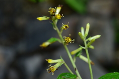 Parasenecio sylviaensis
