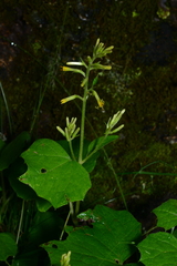 Parasenecio sylviaensis
