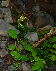 Parasenecio sylviaensis