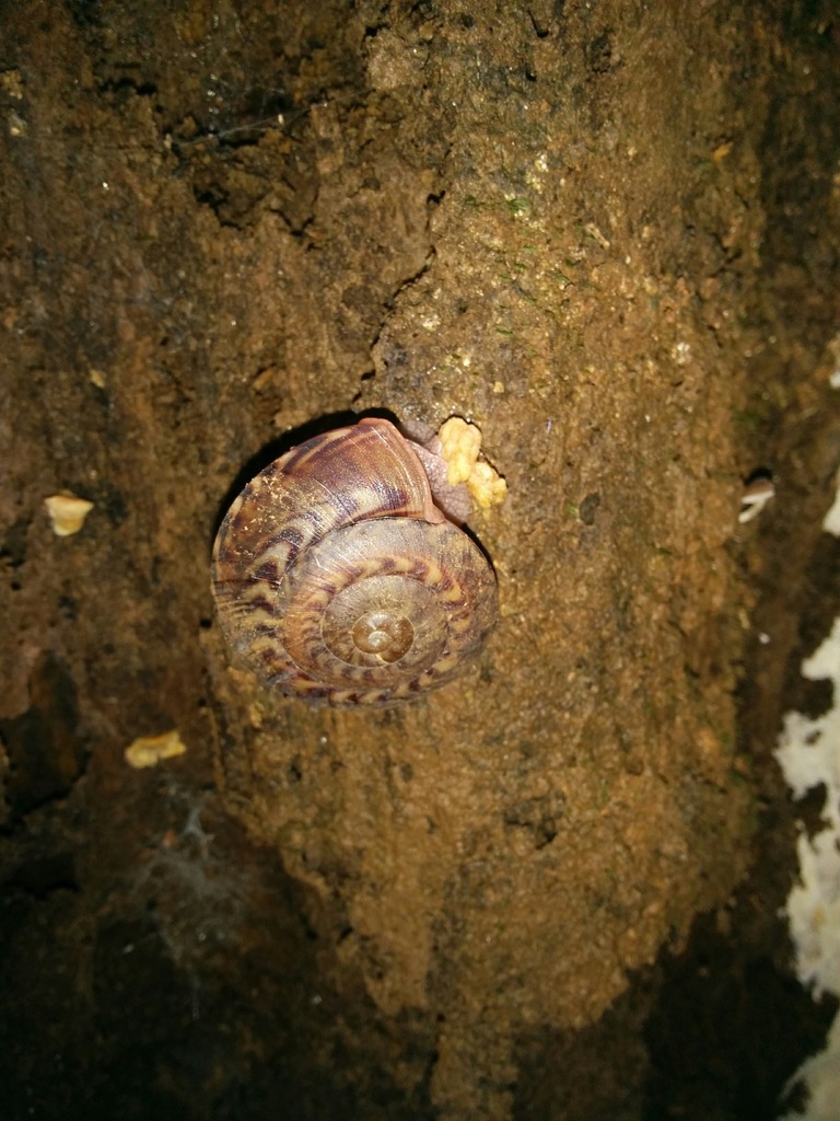 Solaropsis undata