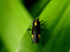 Capsodes flavomarginatus