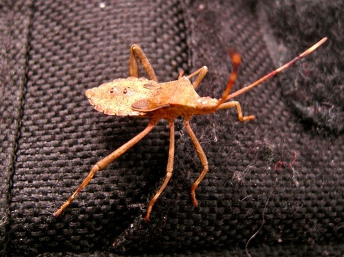 Coreidae