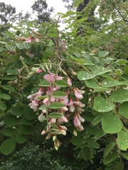 Robinia viscosa